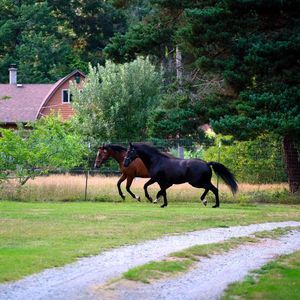 Meet your Posher, Dusty
